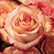 Paranormalemediums.nl - paranormaal medium Rose